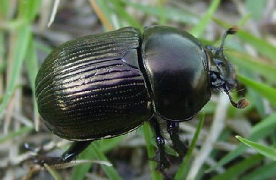 �T�i�M�𔭌��I