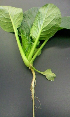 �̏W�������ł�