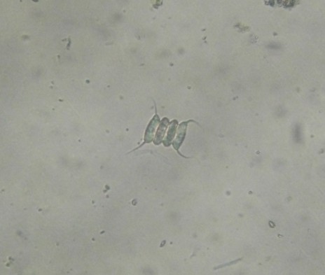 �C�J�_��(400�{)