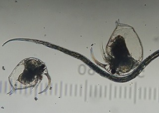 �]�E�~�W���R�ƃZ���`���E�i�Ђ���̂��́j