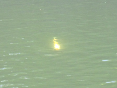 濠のコイの様子