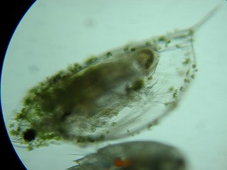 カブトミジンコ