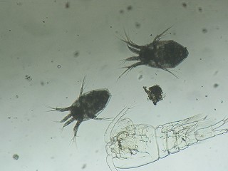 ノープリウス幼生