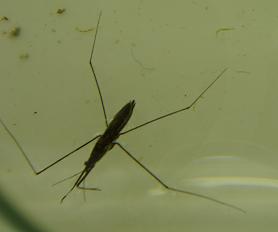 �A�����{