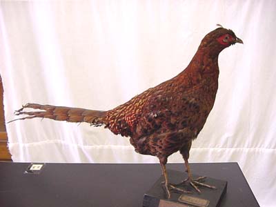 �A�J���}�h��