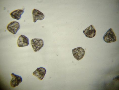 �v���Y���^�c���ł�