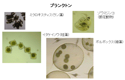 �v�����N�g��