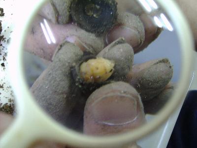 ���ዾ�Ō���ƁI