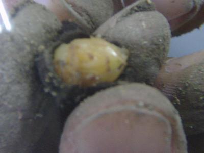 �Ȃ�ƁI�T�i�M�I�I