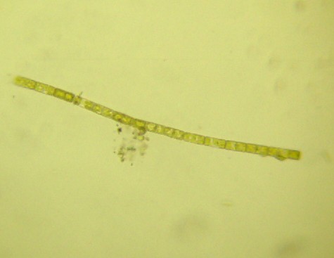 �^���P�C�\�E