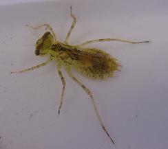 �A�J�l�ނ̃��S